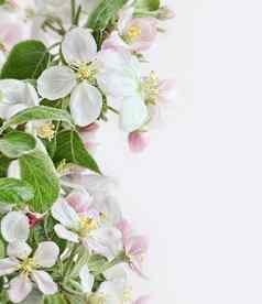春天苹果花朵粉红色的白色背景