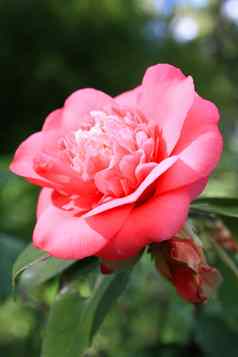 粉红色的卡梅利亚花