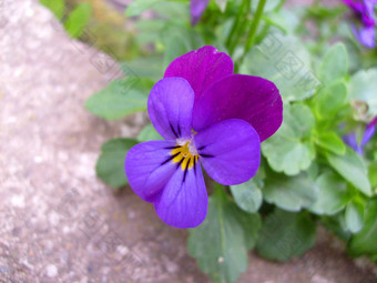 紫色的小花花园