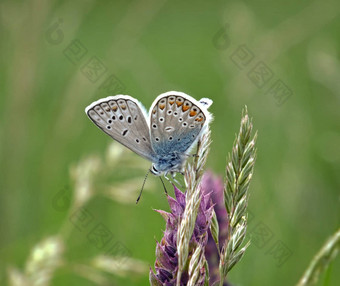 蓝色的蝴蝶翅膀传播前花