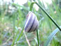 条纹蜗牛列表草本植物