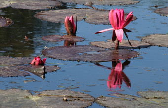 粉红色的<strong>莲花池</strong>塘