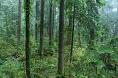 密集的加拿大热带雨林