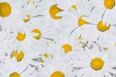 花束白色camomiles黄色的核心形成夏天背景