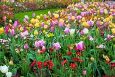 色彩斑斓的春天夏天花园花