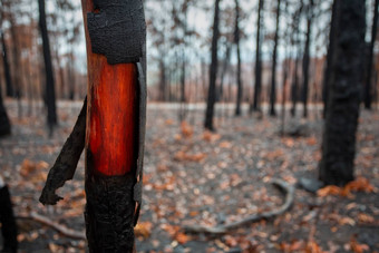 美丽的木下面烧焦的树皮最近布什火