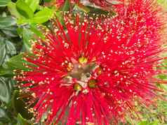 特写镜头花朵圣诞节树pohutukawa