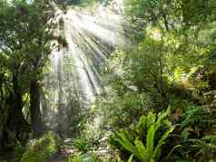 射线阳光梁槽密集的热带丛林
