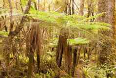 katote蕨类植物树亚热带热带雨林
