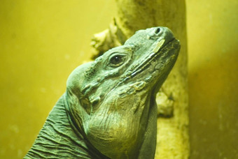 绿色鬣蜥脸关闭鬣蜥鬣蜥