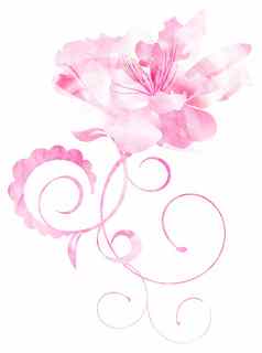 粉红色的水彩花曲线插图孤立的白色