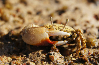 single-clamp蟹