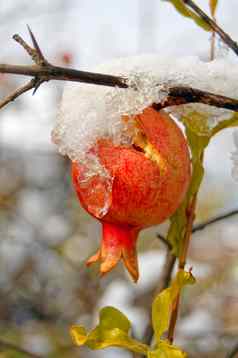 成熟的色彩斑斓的石榴水果树分支雪花园