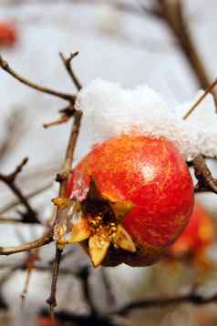 成熟的色彩斑斓的石榴水果树分支雪花园