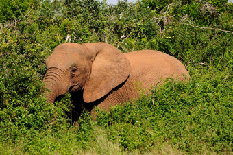 大象氧化大象国家公园南非洲