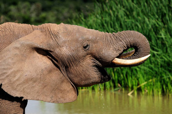 大象喝水harpoor大坝