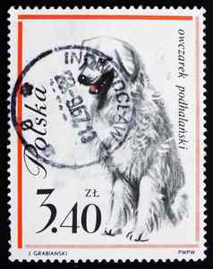 邮资邮票波兰羊狗