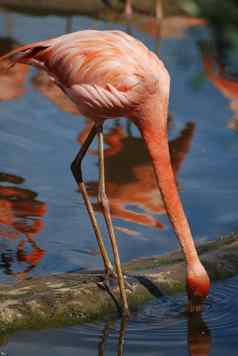 关闭美丽的粉红色的火烈鸟热带鸟