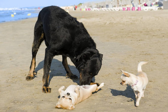 吉娃娃犬beauceron海滩