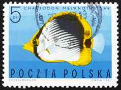 邮资邮票波兰条纹蝴蝶鱼热带鱼