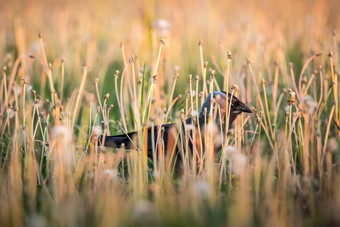 常见的乌鸦乌鸦座科拉克斯隐藏草北部乌鸦全黑的雀形目鸟鸟乌鸦larger-bodied物种属乌鸦座