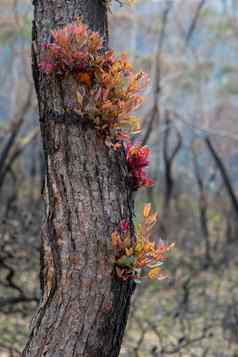 epicormic叶增长烧树树干触发森林大火