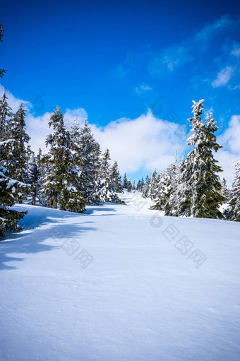 krkonose山覆盖雪冻树最高峰Sněžka背景蓝色的天空白色云阳光明媚的一天3月