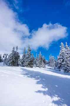 krkonose山覆盖雪冻树最高峰Sněžka背景蓝色的天空白色云阳光明媚的一天3月