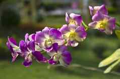 充满活力的紫色的热带兰花