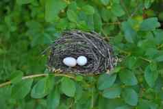 鸟巢鸡蛋