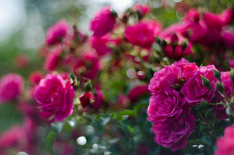 粉红色的玫瑰布什