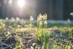 白细胞vernum春天雪花盛开的白色花早期春天森林特写镜头宏照片阳光