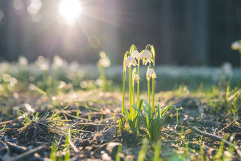 <strong>白细胞</strong>vernum春天雪花盛开的白色花早期春天森林特写镜头宏照片阳光