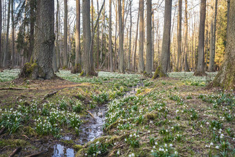 白细胞vernum被称为春天雪花春天森林流流动福勒斯特美丽的地毯开花春天雪花春天概念
