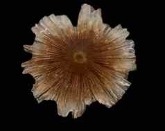 小棕色（的）半透明的透明的蘑菇mycena