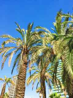 棕榈树海滩夏天巴塞罗那自然旅行