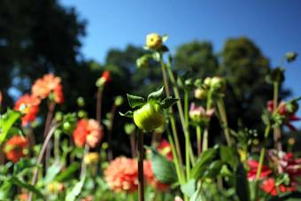 花灯泡