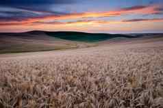 成熟的小麦字段日落夏天惠特曼县华盛顿美国