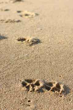 狗的足迹沙子