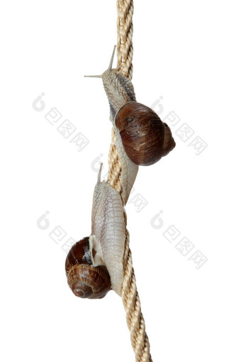 蜗牛攀爬绳白色背景