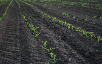 增加玉米农业区域