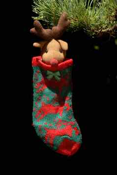 神圣的袜子挂冷杉树圣诞节