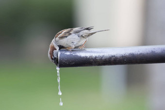 麻雀喝水