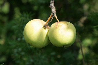 成熟的夏天苹果