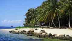 棕榈树海夏天一天被遗弃的废弃的海滩石头