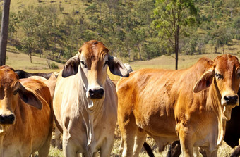 澳大利亚牛肉牛国家