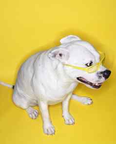 白色狗穿黄色的眼镜