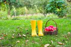 特写镜头黄色的橡胶靴子篮子红色的苹果花园