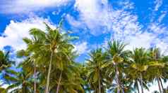 热带海滩美丽的棕榈树白色沙子