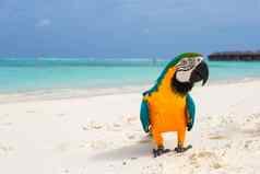 有趣的明亮的色彩斑斓的鹦鹉白色沙子马尔代夫